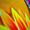 Sun Flower