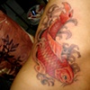 Koi