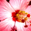 Macro - Flor