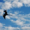 Gaivota