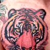 Tigre