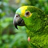 Papagaio