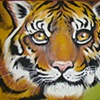Tigre