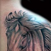Cavalo