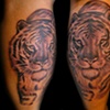 Tigre