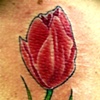 Tulipa