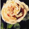 Yellow Rose