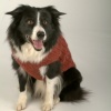 Big Penny sweater