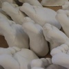 The Curse of the Hamilton Family Feet