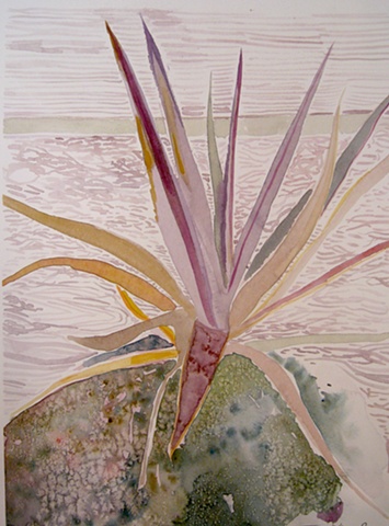 Aloe plant