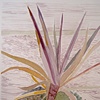 Aloe plant