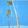 Palm Trees Lined in a Row