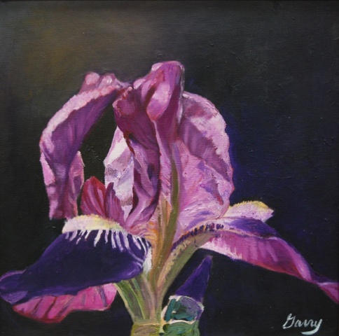 Iris Study