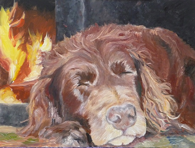 Boykin Spaniel