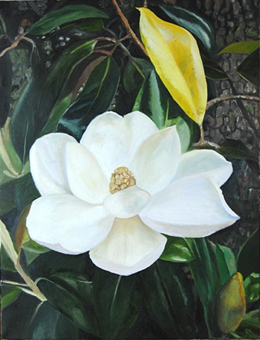Magnolia Bloom