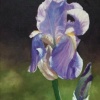 iris