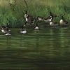Gaggle of Geese