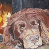 Boykin Spaniel