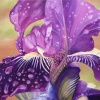 Dew Drop Iris