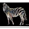 Rainbow Zebra Two