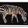 Rainbow Zebra One