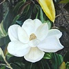 The Flower