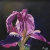 Iris Study