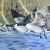 Lake Pair