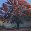Sundown Oak