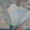 Tulip and the Tree
