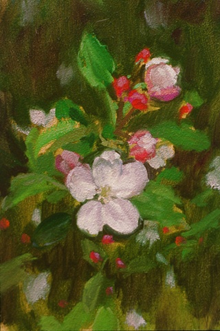Apple Blossoms