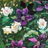 Roses and Clematis