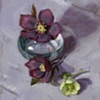 Hellebores