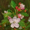 Apple Blossoms