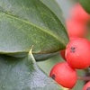 berry berry