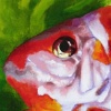 Goldfish 2