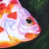 Goldfish 1