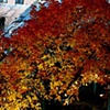 Fall Tree