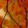 Branch