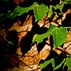Brick Leaves
