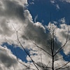 Tree Sky