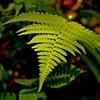 Fern