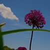 Purple Flower