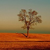 Lake Tree