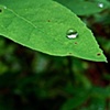 Droplet 