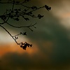 Sunset Leaves