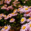Petals