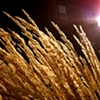 Wheat
Winthrop, WA
September 2010
