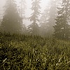 Dew.
Olympic National Park
June 2011
