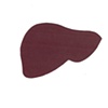 Liver / ANATOMY
Anat Litwin, Paper Cutout, 19" x 19", 2009
